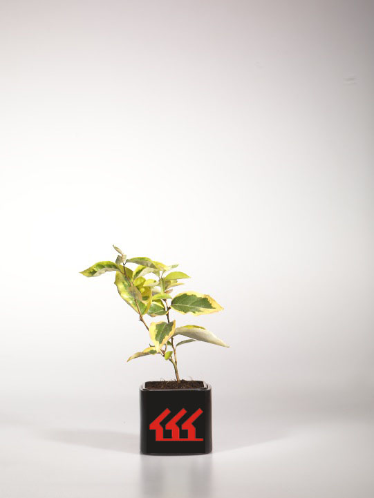 Лох Сріблястий Лох Сріблястий