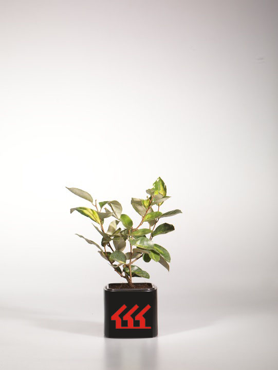 Лох Сріблястий Лох Сріблястий