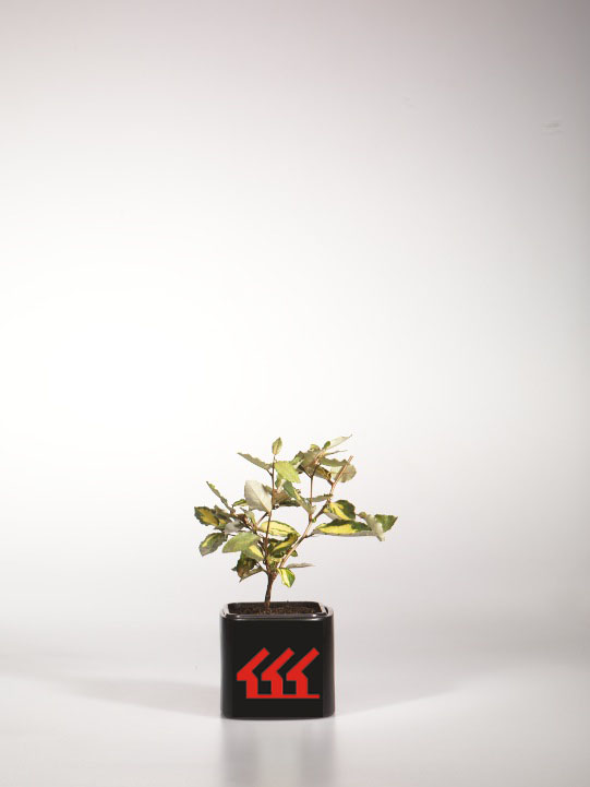 Лох Колючий Лох Колючий