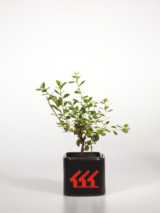 Ескалонія Ескалонія