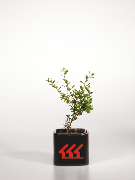 Ескалонія Ескалонія