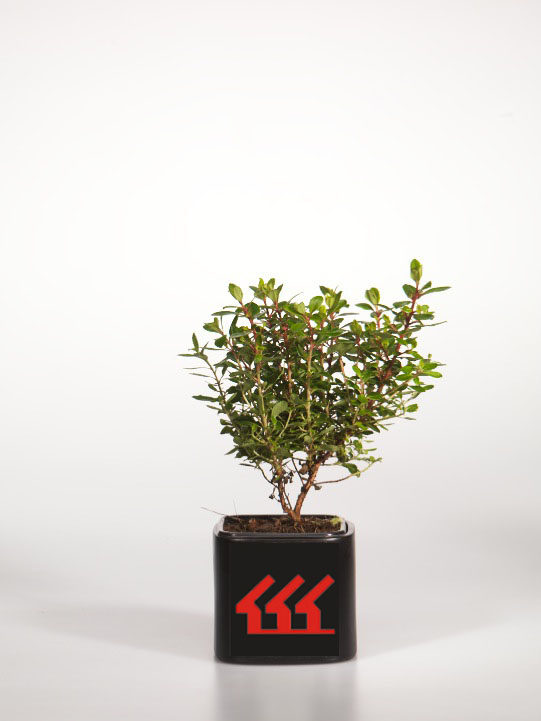 Ескалонія Ескалонія