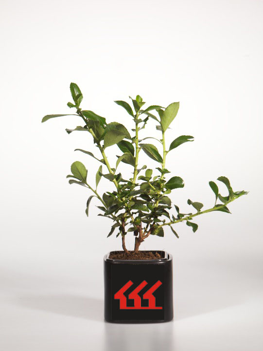 Ескалонія крупноквіткова Ескалонія крупноквіткова