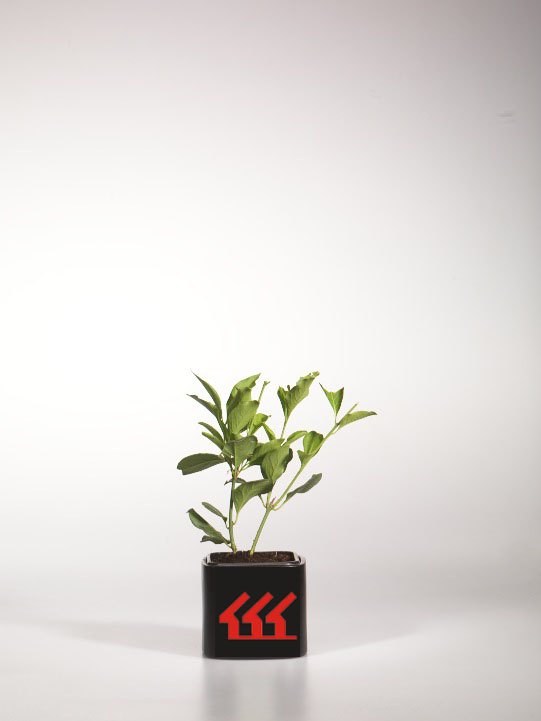 Бересклет європейський Бересклет європейський