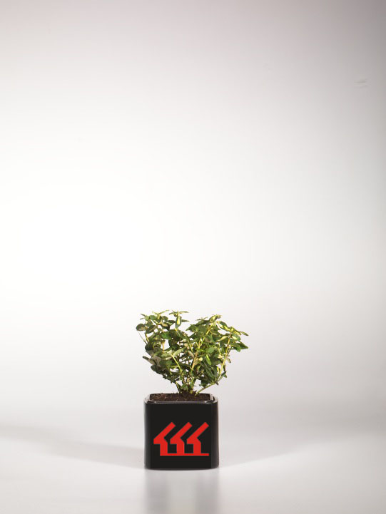 Бересклет Форчуна Бересклет Форчуна