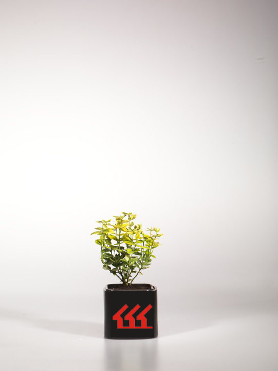 Бересклет Форчуна Бересклет Форчуна