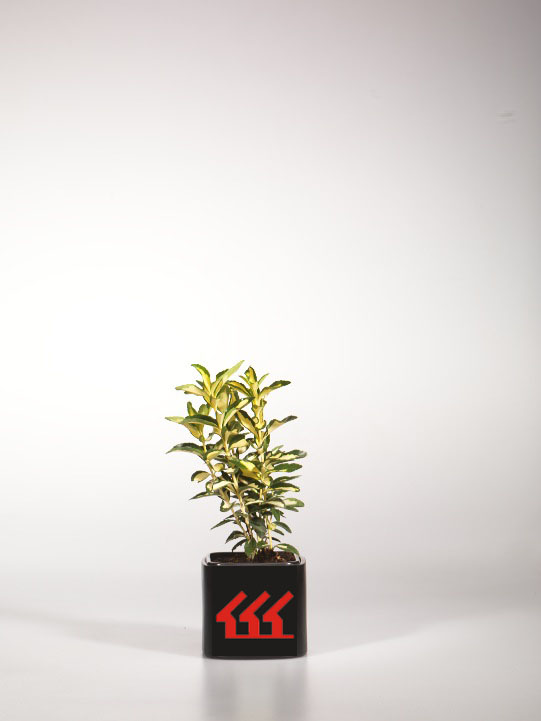 Бересклет Японський Бересклет Японський