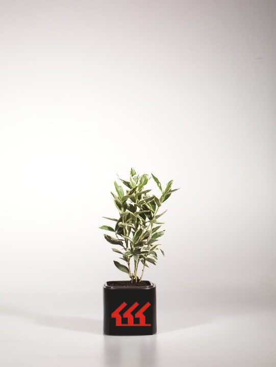 Бересклет Японський Бересклет Японський