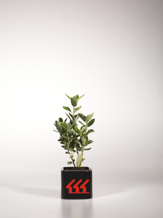 Бересклет Японський Бересклет Японський