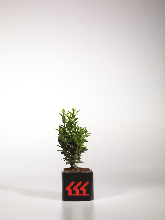 Бересклет Японський Бересклет Японський