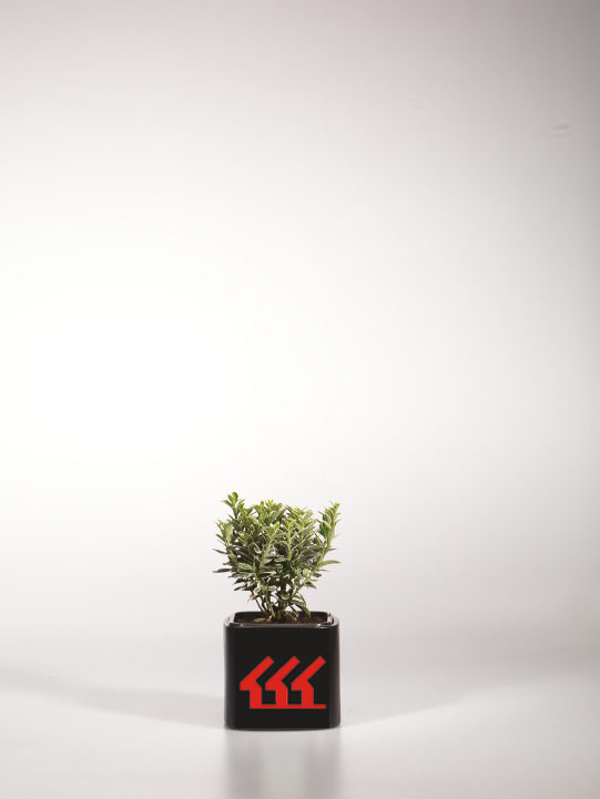 Бересклет Японський Бересклет Японський