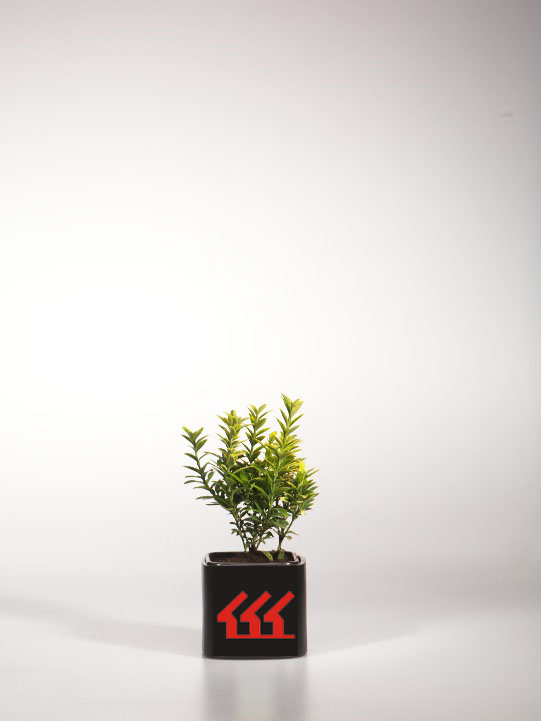 Бересклет Японський Бересклет Японський