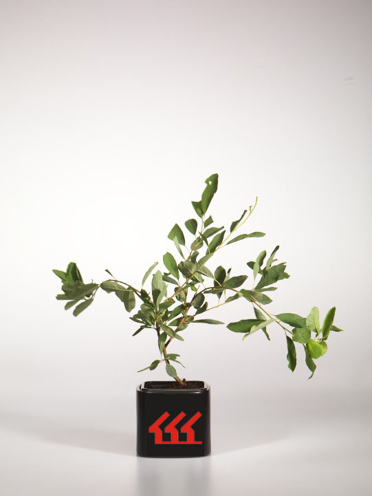 Екзохорда Екзохорда