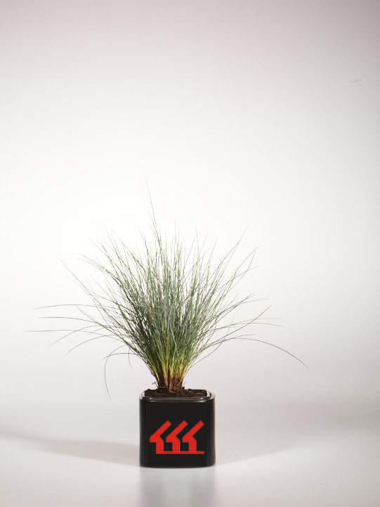 Овсяница Сиза Овсяница Сиза