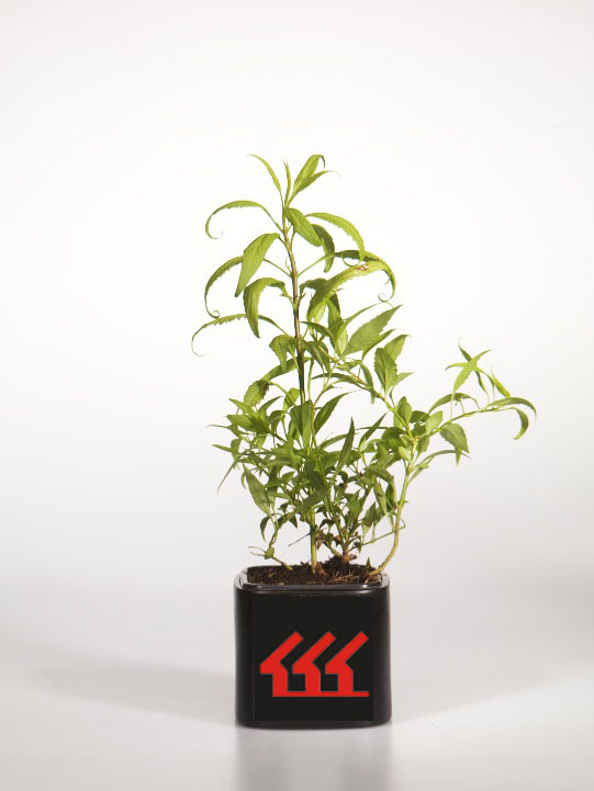 Форзииція Форзииція