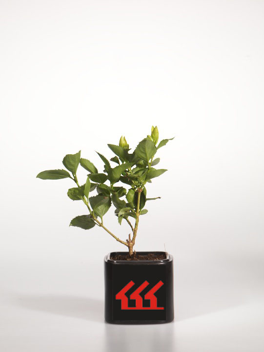 Форзииція Форзииція