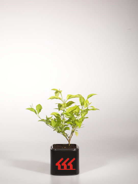 Форзииція Середня Форзииція Середня