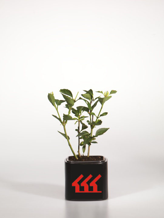 Форзииція Середня Форзииція Середня