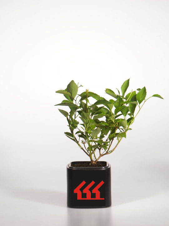 Форзииція Середня Форзииція Середня