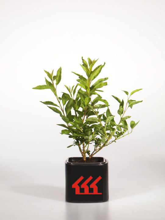 Форзииція Середня Форзииція Середня