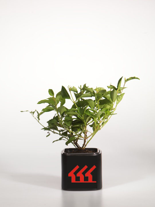 Форзииція Середня Форзииція Середня