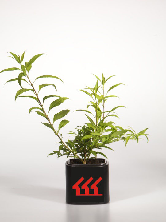 Форзииція Форзииція