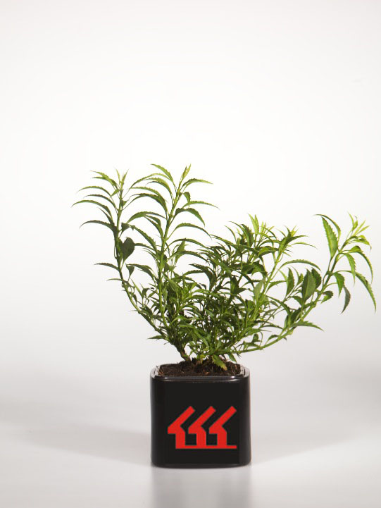 Форзииція Зеленіюча Форзииція Зеленіюча