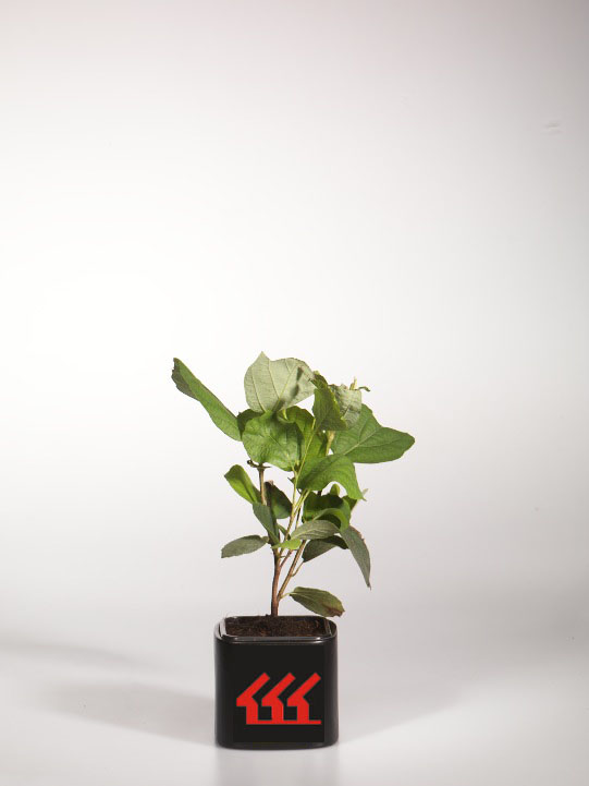 Фотергилла Крупна Фотергилла Крупна