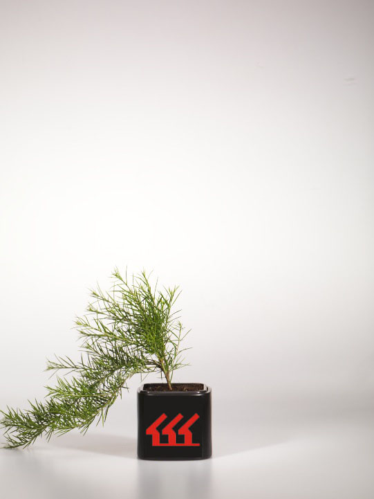 Гревиллея Можжевельникова Гревиллея Можжевельникова