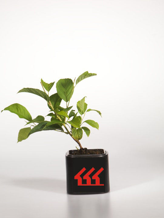 Галезия Каролина Галезия Каролина