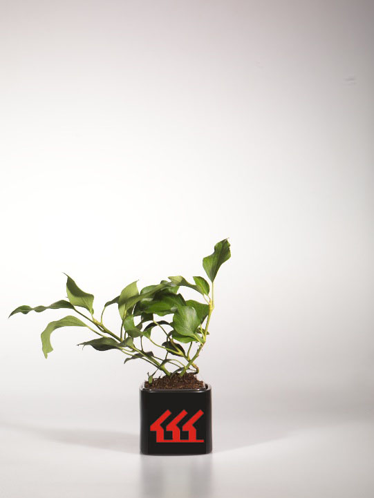 Плющ Колхидський Плющ Колхидський