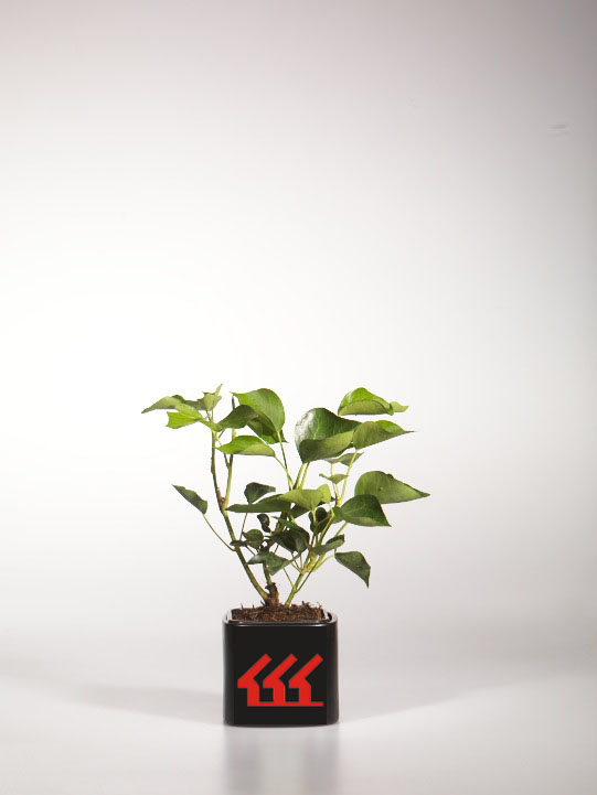 Плющ Звичайний Плющ Звичайний