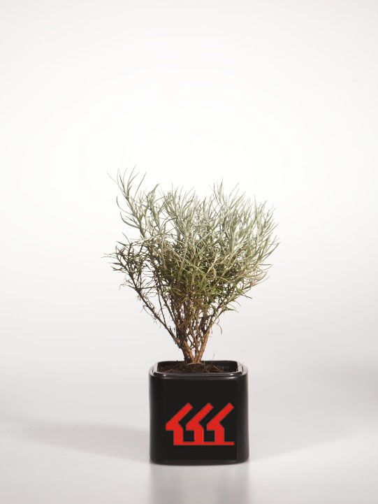 Бессмертник прекрасний Бессмертник прекрасний