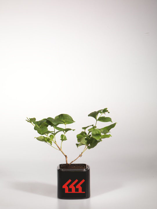 Хептакодиум Хептакодиум