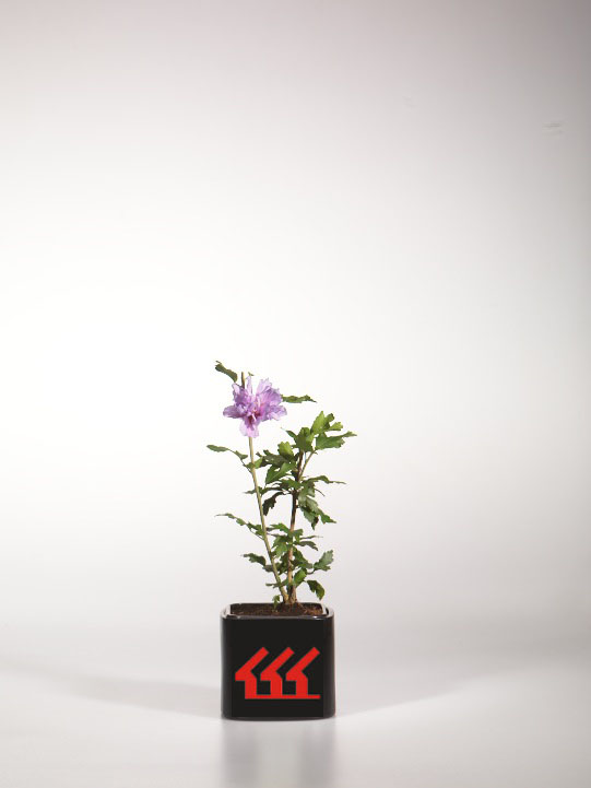 Гібіскус Сирийський Гібіскус Сирийський