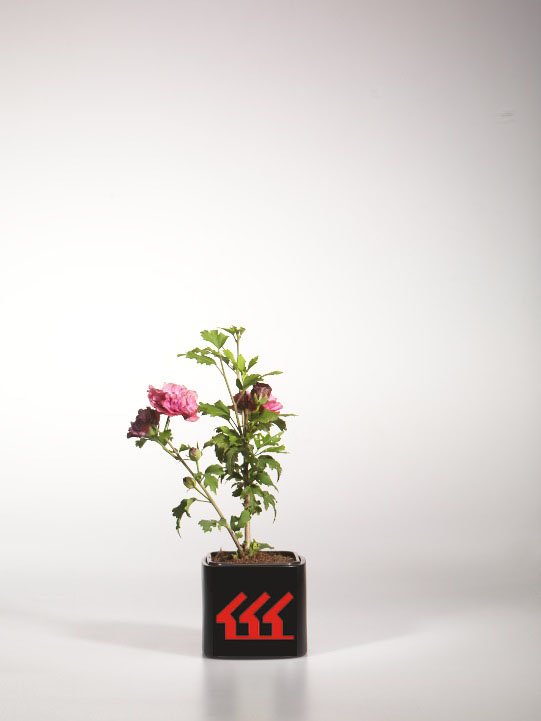 Гібіскус Сирийський Гібіскус Сирийський