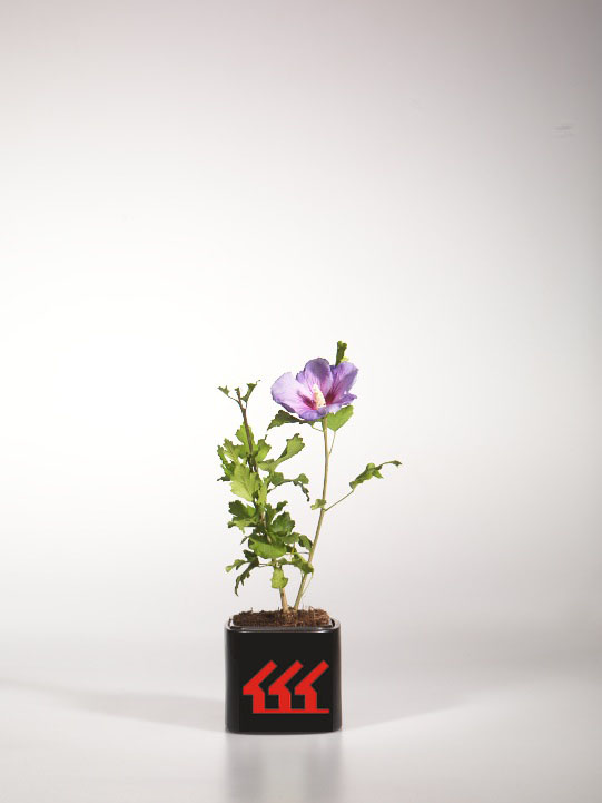 Гібіскус Сирийський Гібіскус Сирийський