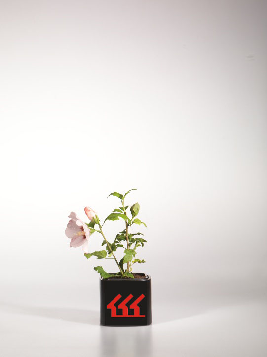 Гібіскус Сирийський Гібіскус Сирийський