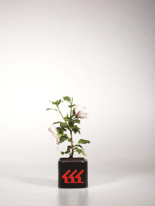 Гібіскус Сирийський Гібіскус Сирийський