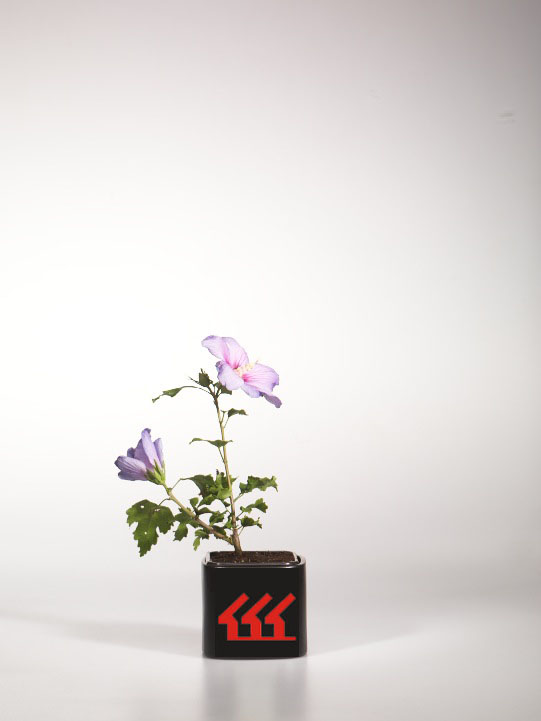 Гібіскус Сирийський Гібіскус Сирийський