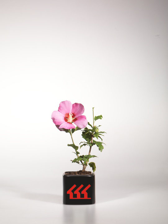 Гібіскус Сирийський Гібіскус Сирийський