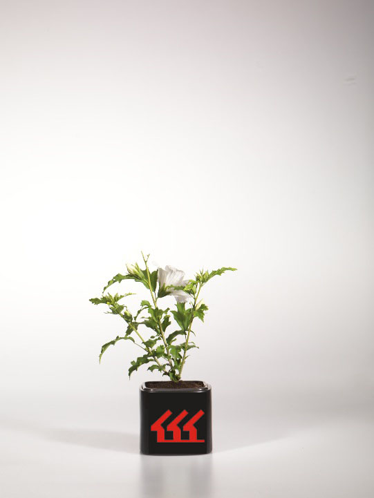 Гібіскус Сирийський Гібіскус Сирийський