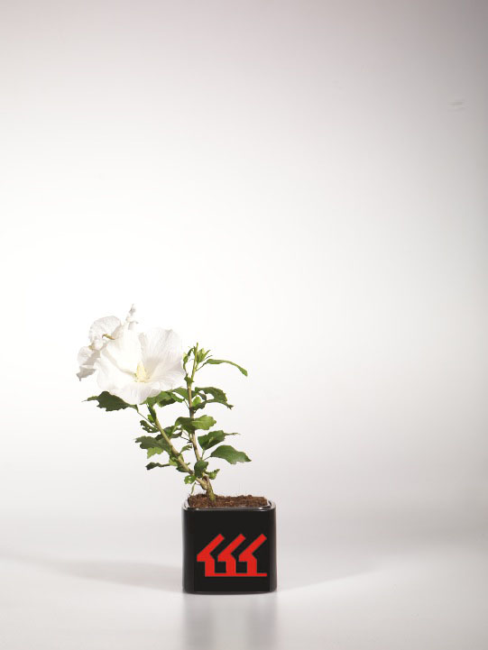 Гібіскус Сирийський Гібіскус Сирийський