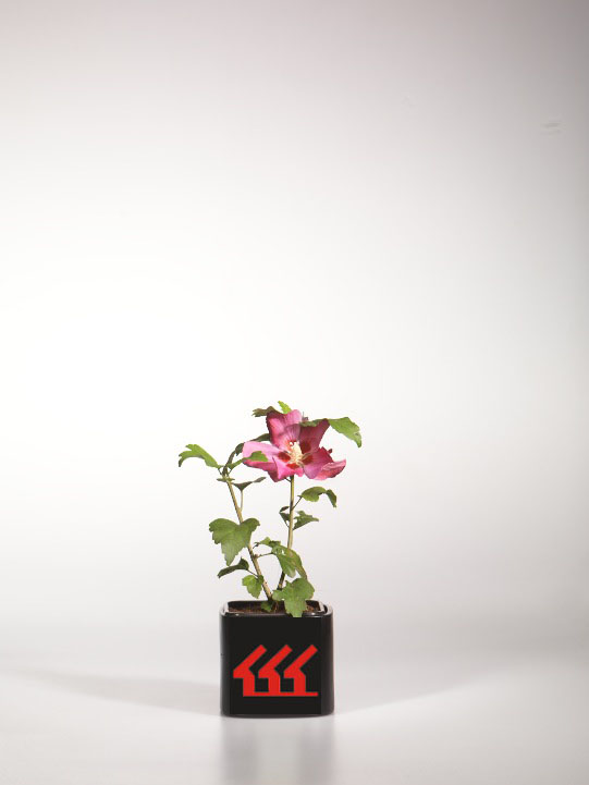 Гібіскус Сирийський Гібіскус Сирийський