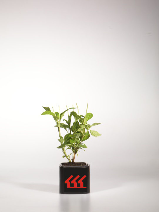 Гортензія Крупнолистна Гортензія Крупнолистна