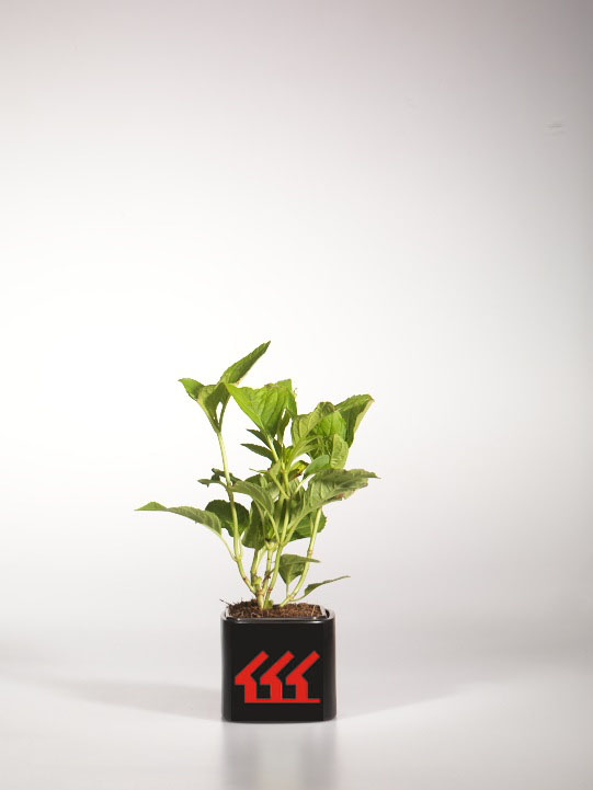 Гортензія Крупнолистна Гортензія Крупнолистна