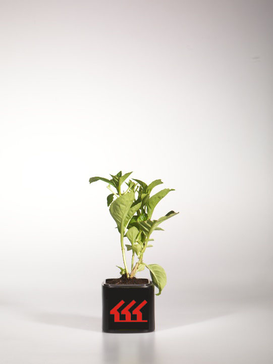 Гортензія Крупнолистна Гортензія Крупнолистна