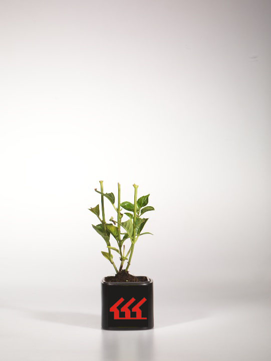 Гортензія Крупнолистна Гортензія Крупнолистна