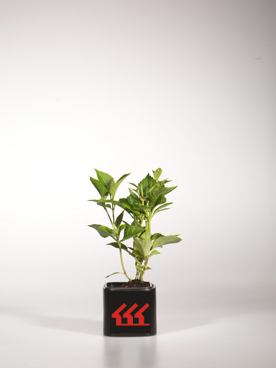 Гортензія Крупнолистна Гортензія Крупнолистна