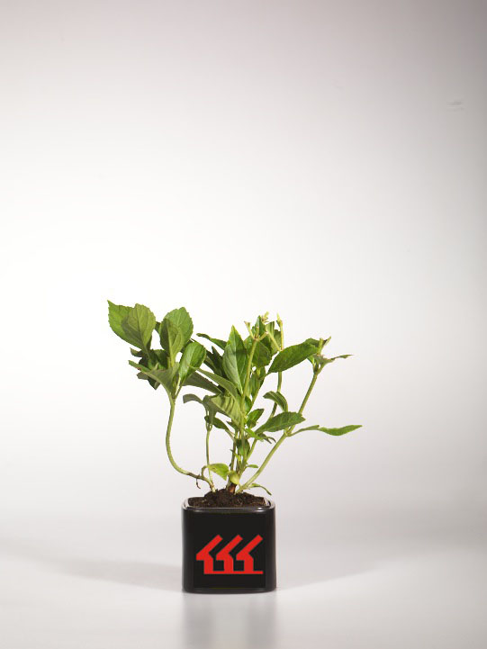 Гортензія Крупнолистна Гортензія Крупнолистна